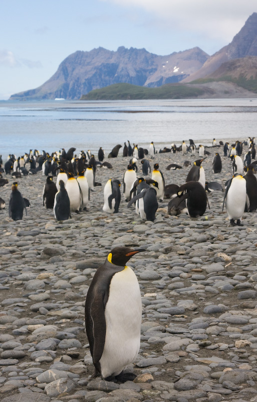 King Penguins On Beach